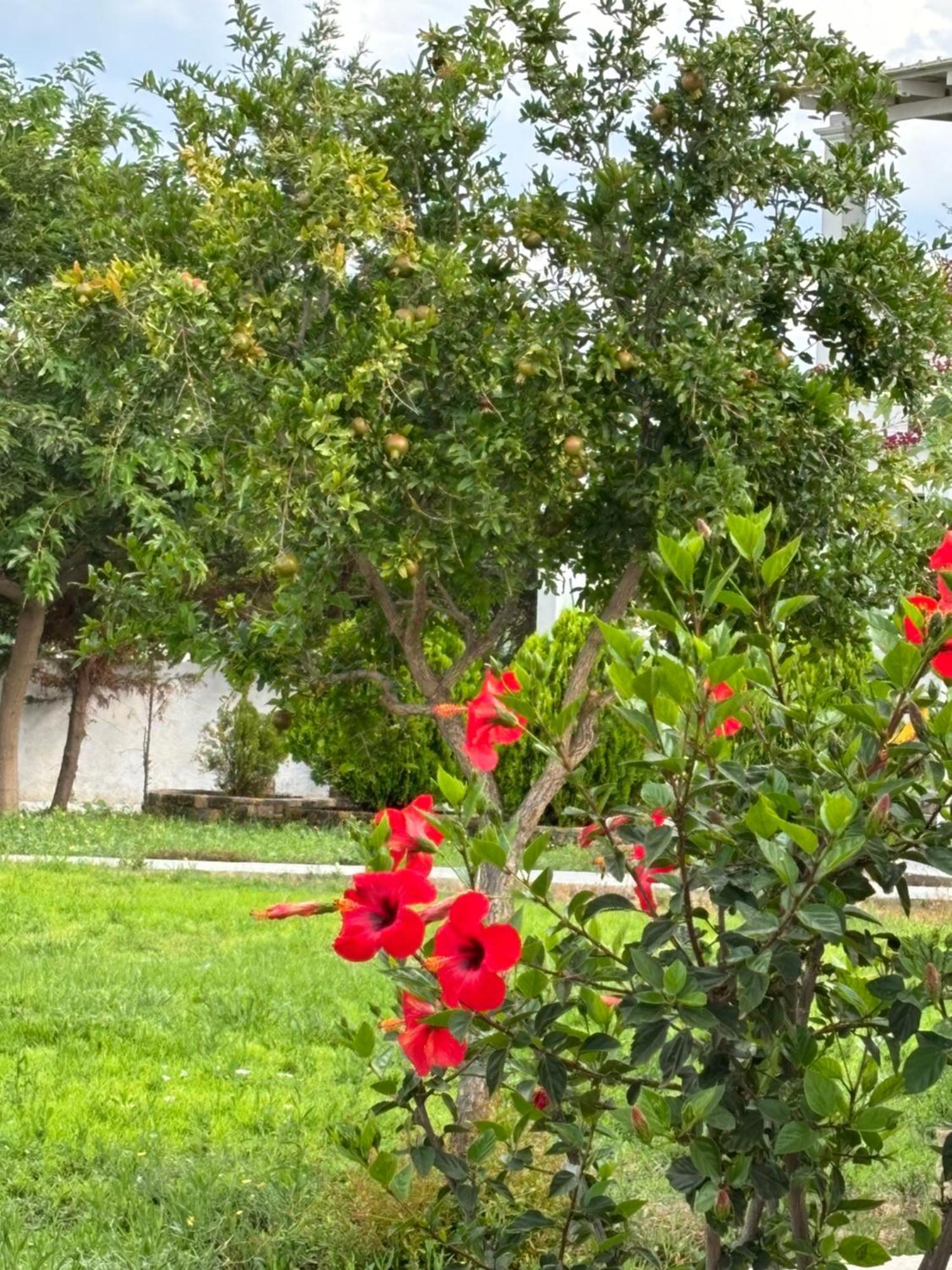 Liostasi Houses İskiri Dış mekan fotoğraf